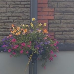 Hanging Basket