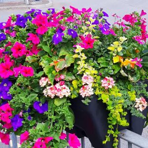 Rail Planter in Aberbargoed